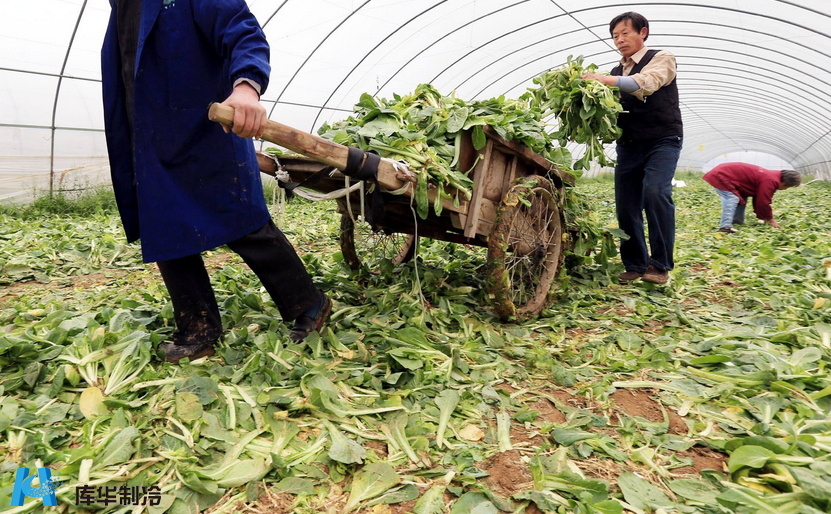 蔬菜冷库建造